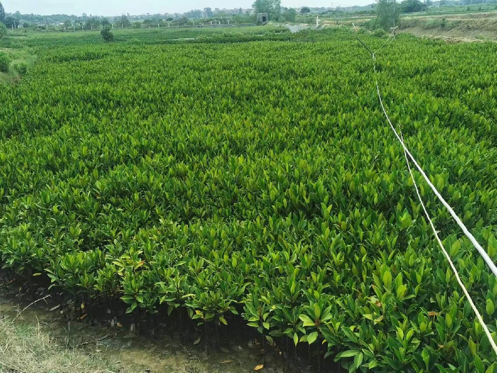 產(chǎn)品展示三